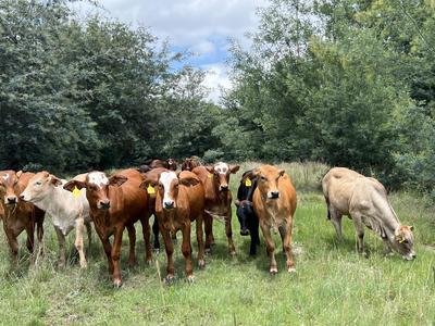Farm For Sale in Senekal, Senekal