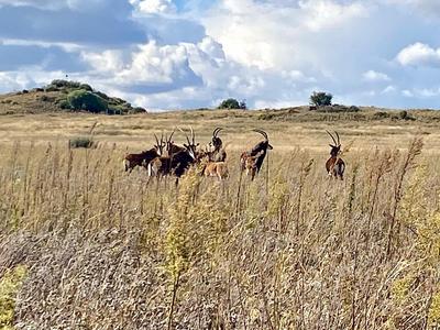 Farm For Sale in Bloemfontein Rural, Bloemfontein