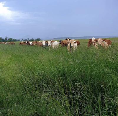 Farm For Sale in Harrismith, Harrismith