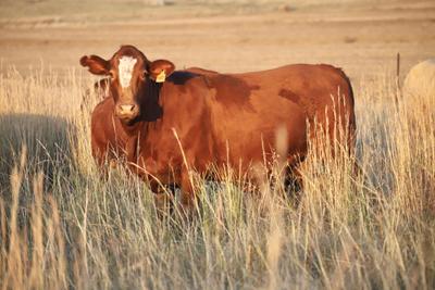 Farm For Sale in Tweeling, Mafahlaneng